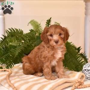 Tucker, Cavapoo Puppy